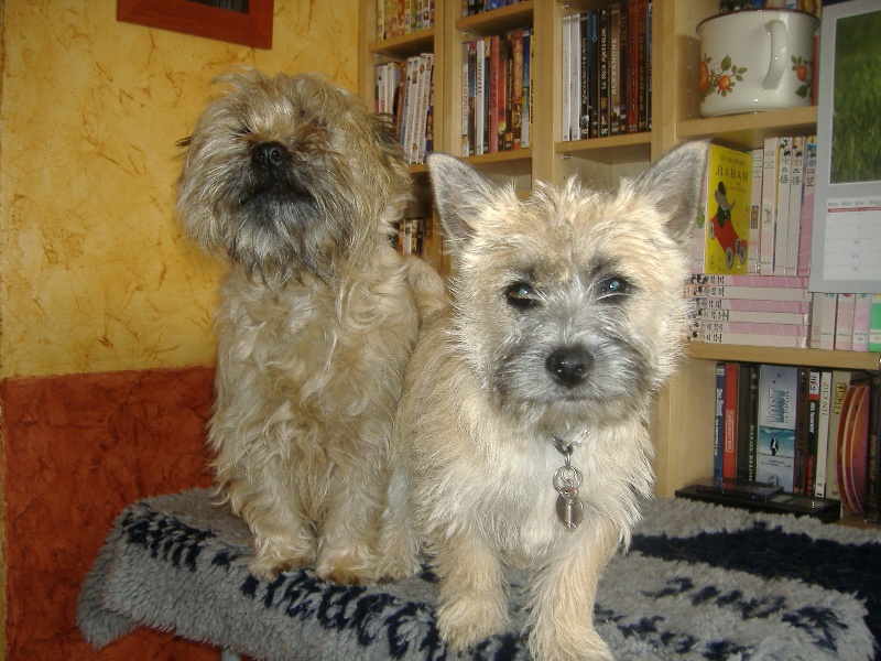 Charlie's girl du domaine de kerallan