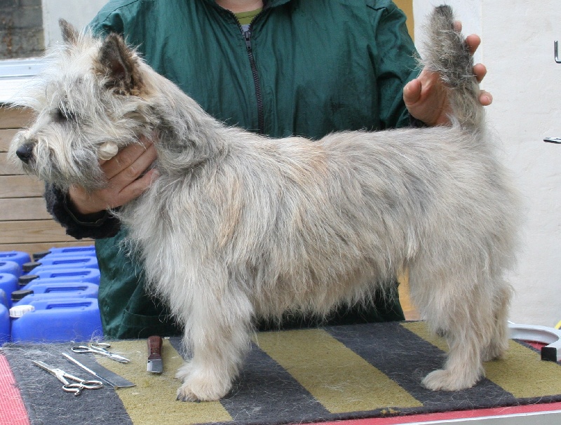 Dainty damsel du domaine de kerallan