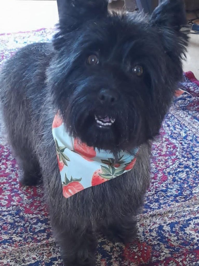 Star and stripes du domaine de kerallan