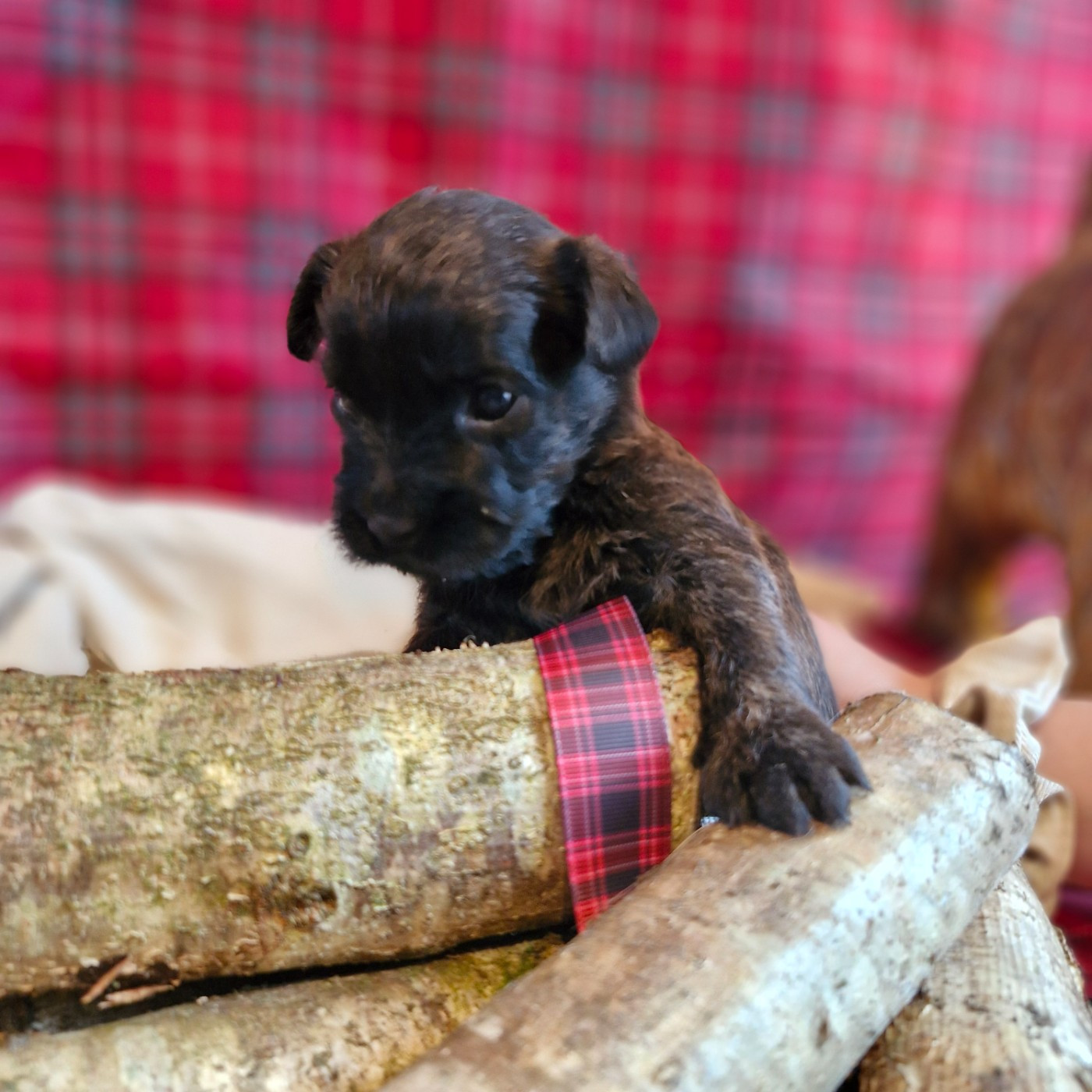 du domaine de kerallan - Chiots disponibles - Cairn Terrier