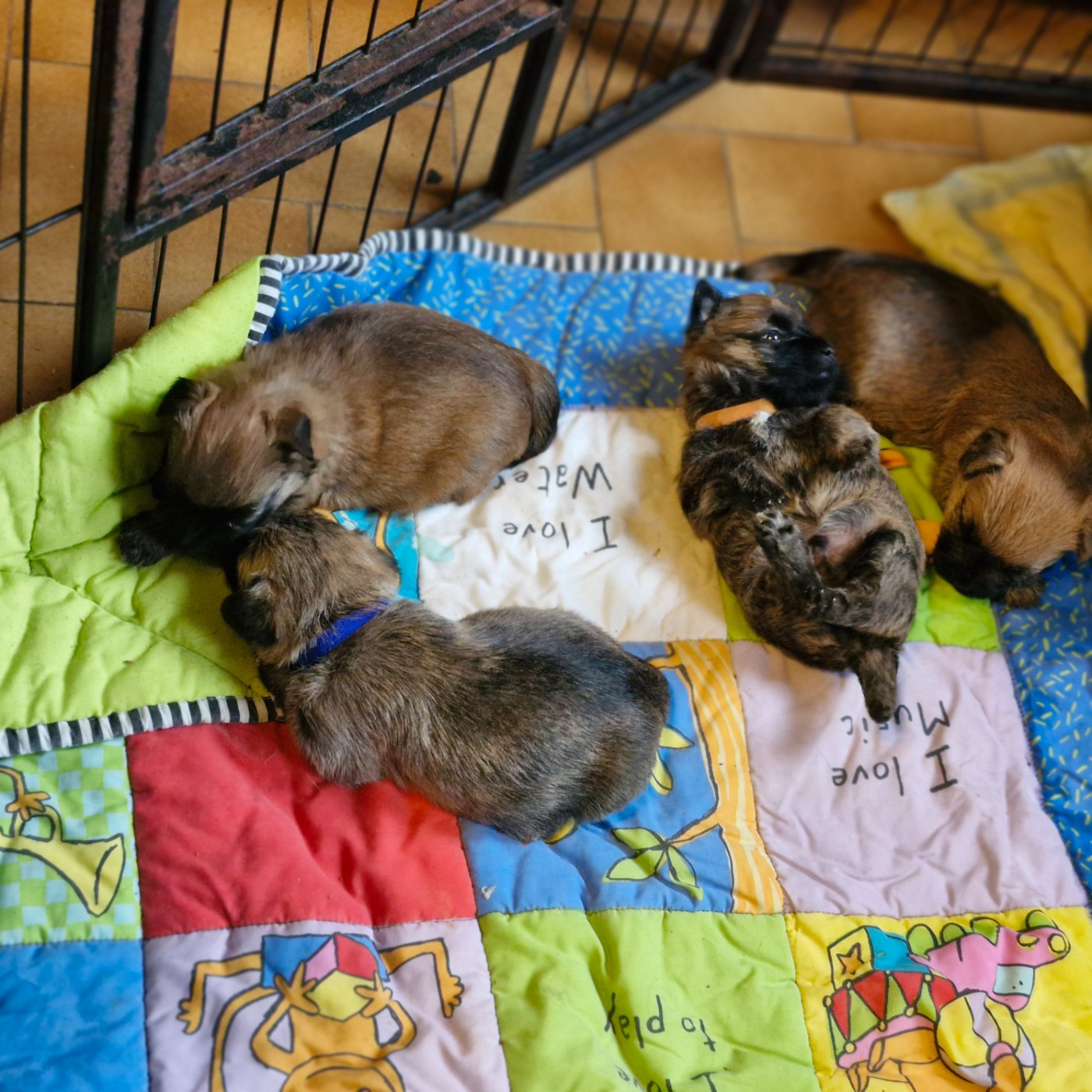Chiot Cairn Terrier du domaine de kerallan