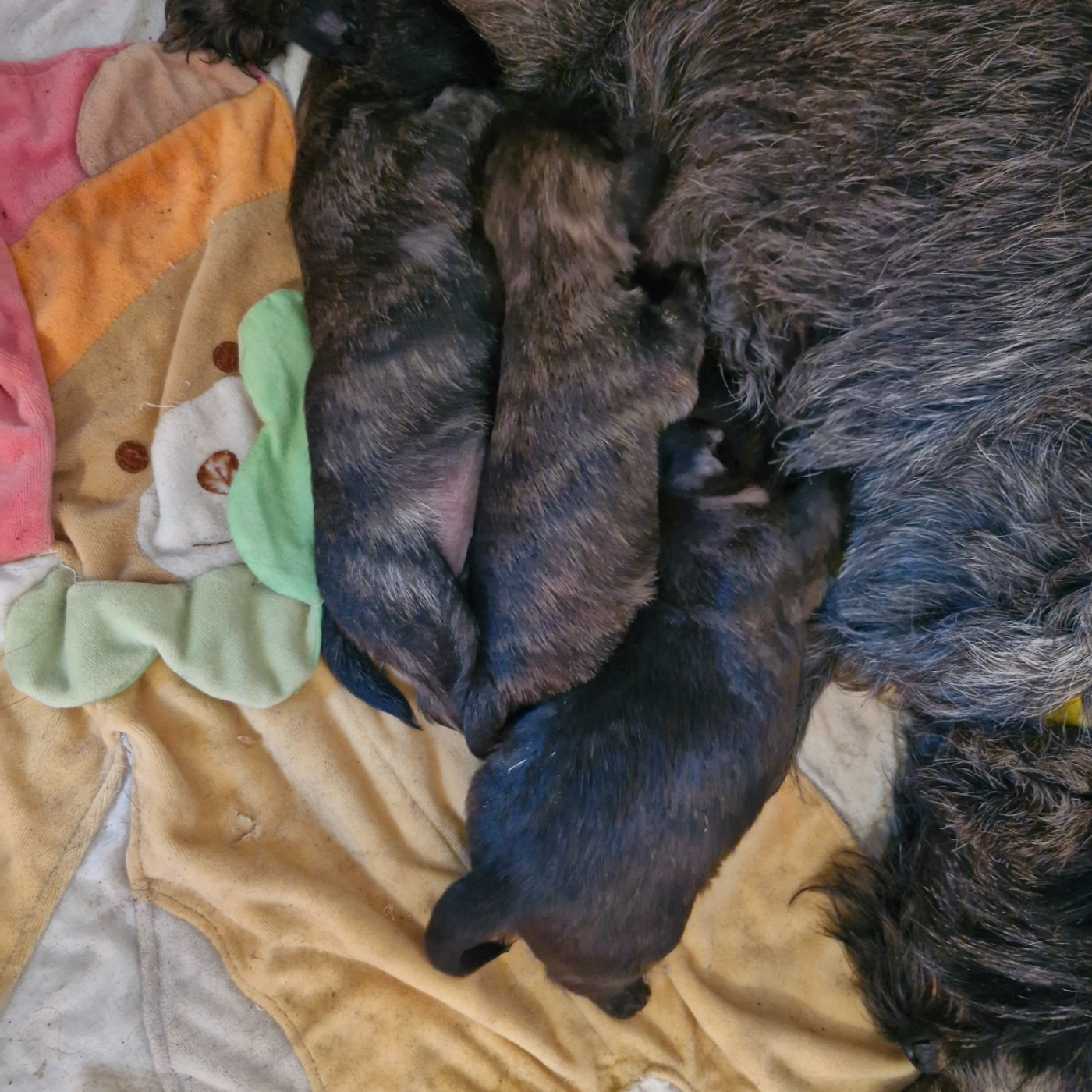 Chiot Cairn Terrier du domaine de kerallan