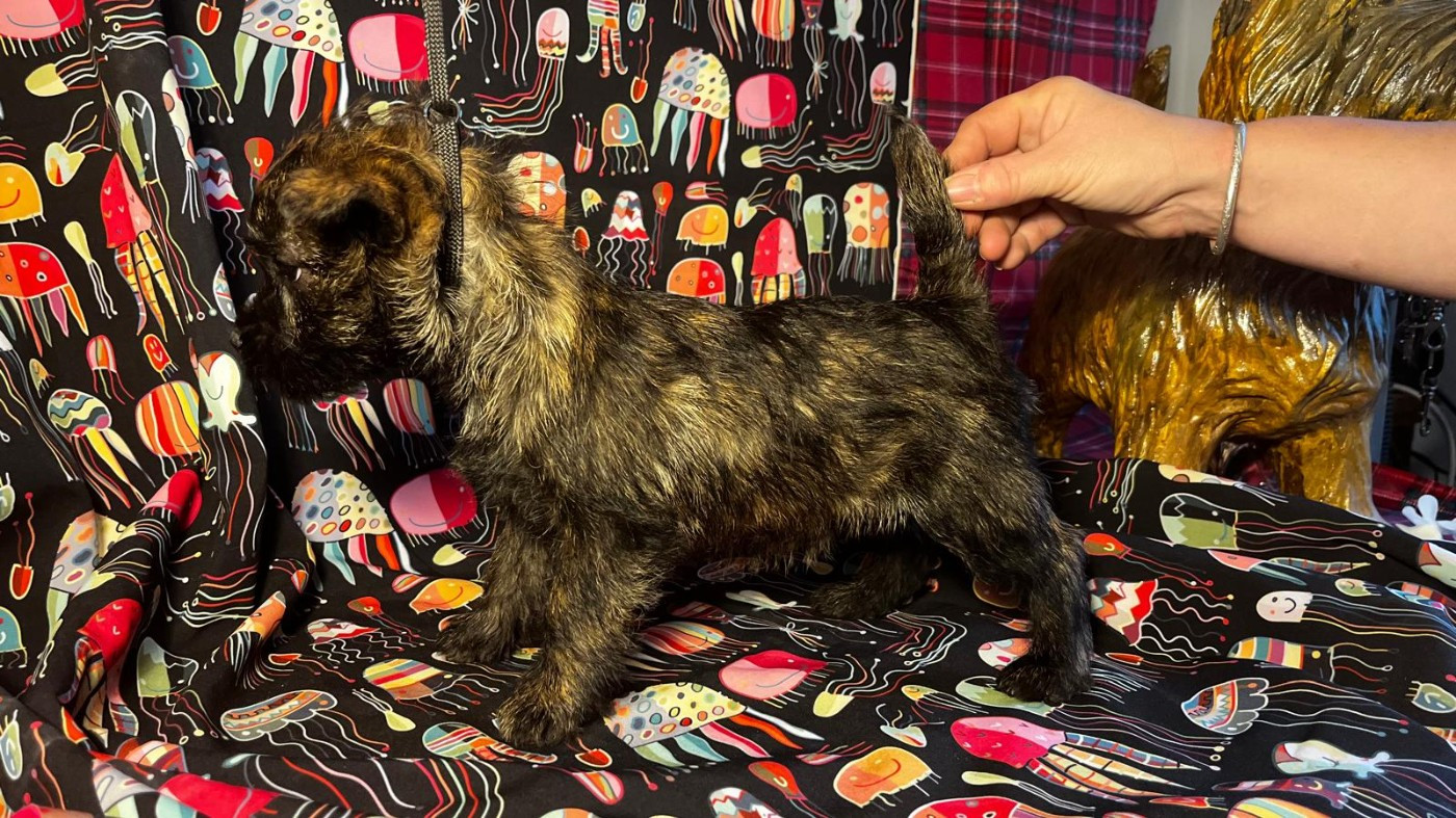 du domaine de kerallan - Chiots disponibles - Cairn Terrier