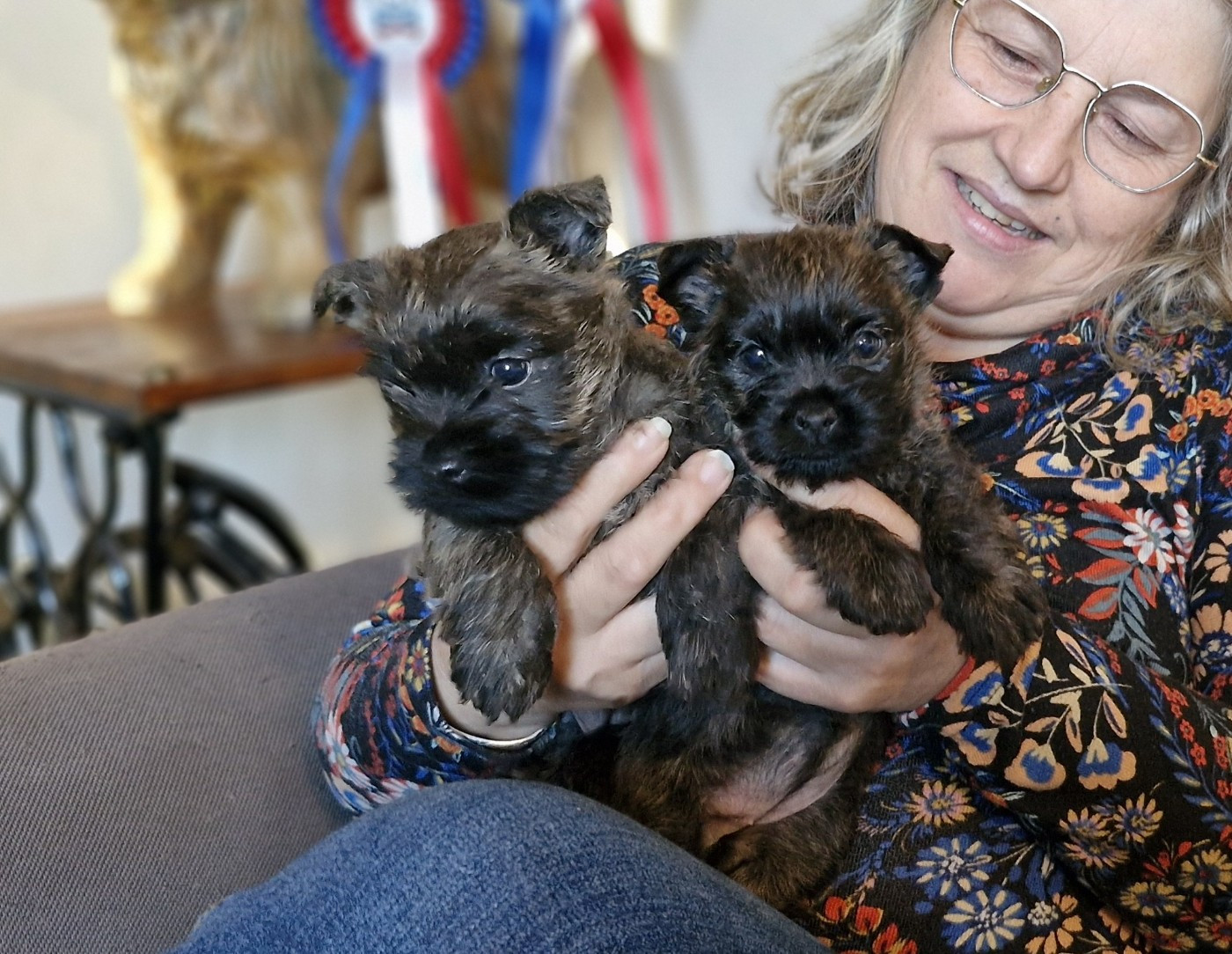 Chiot Cairn Terrier du domaine de kerallan