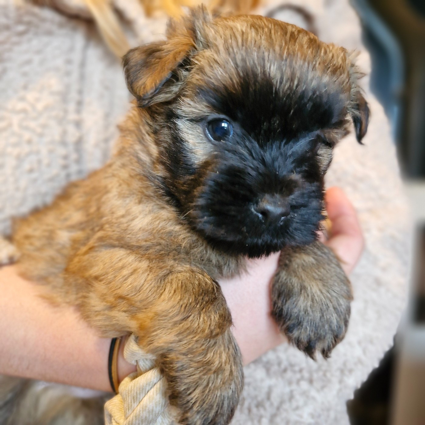 du domaine de kerallan - Chiots disponibles - Cairn Terrier