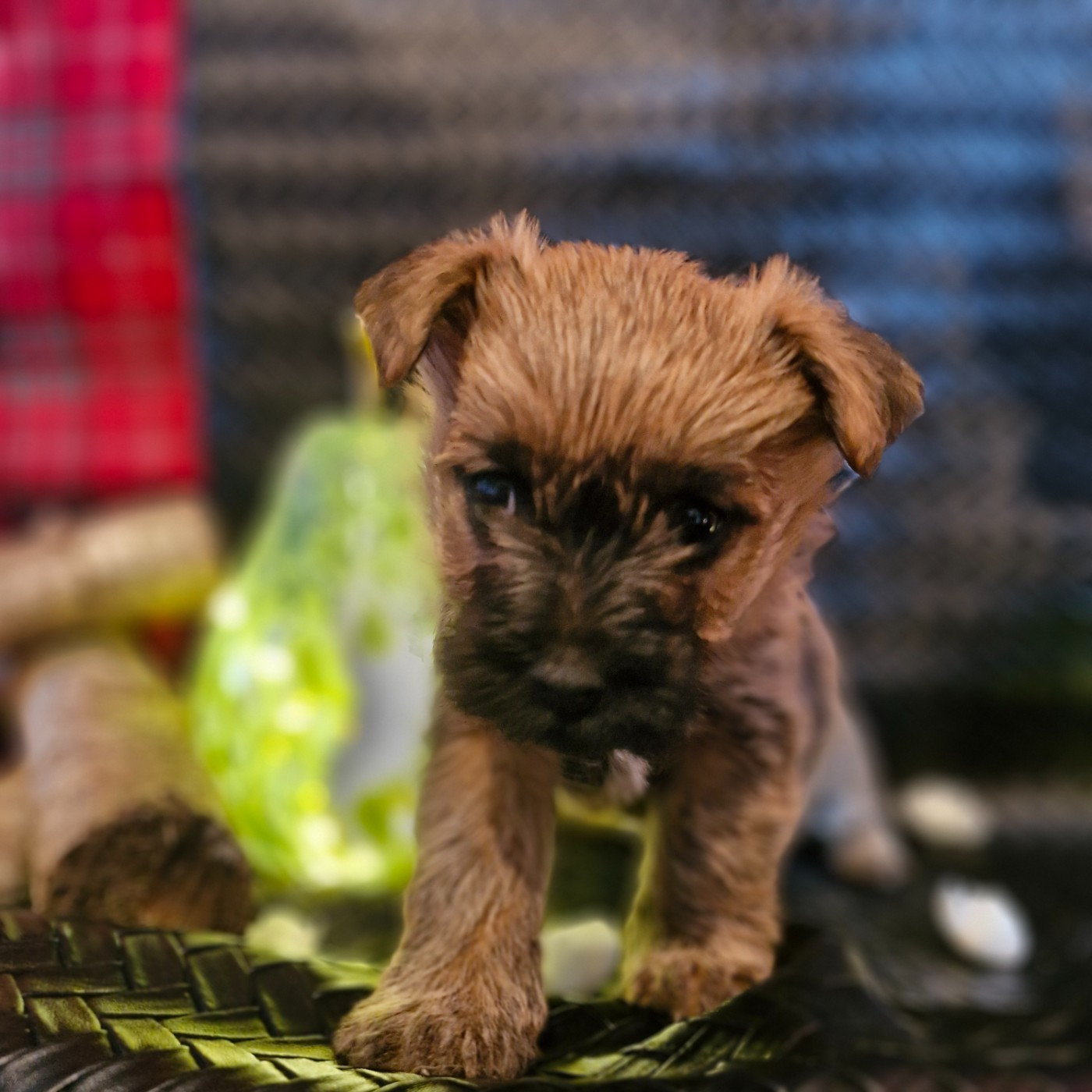 du domaine de kerallan - Chiots disponibles - Cairn Terrier