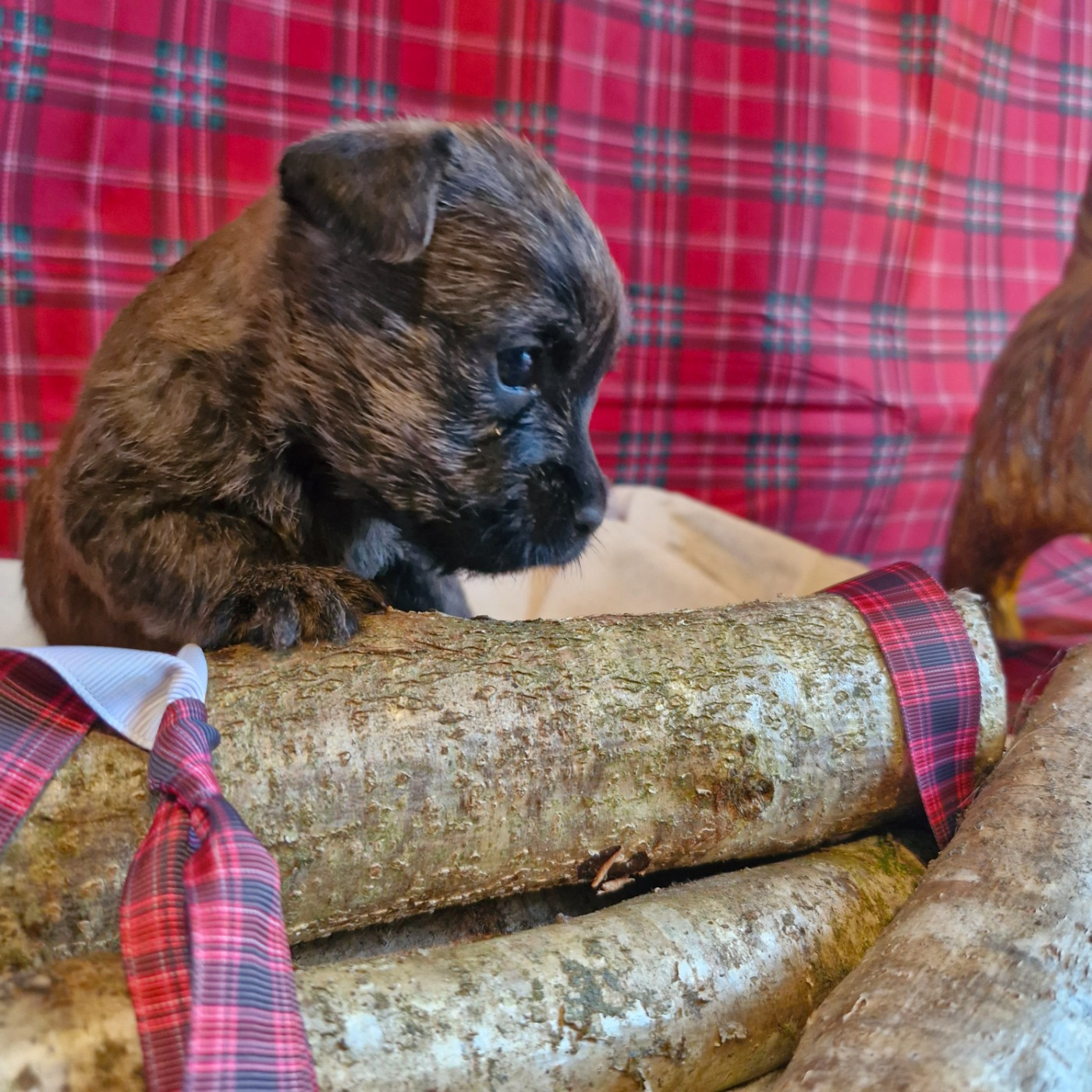 du domaine de kerallan - Chiots disponibles - Cairn Terrier