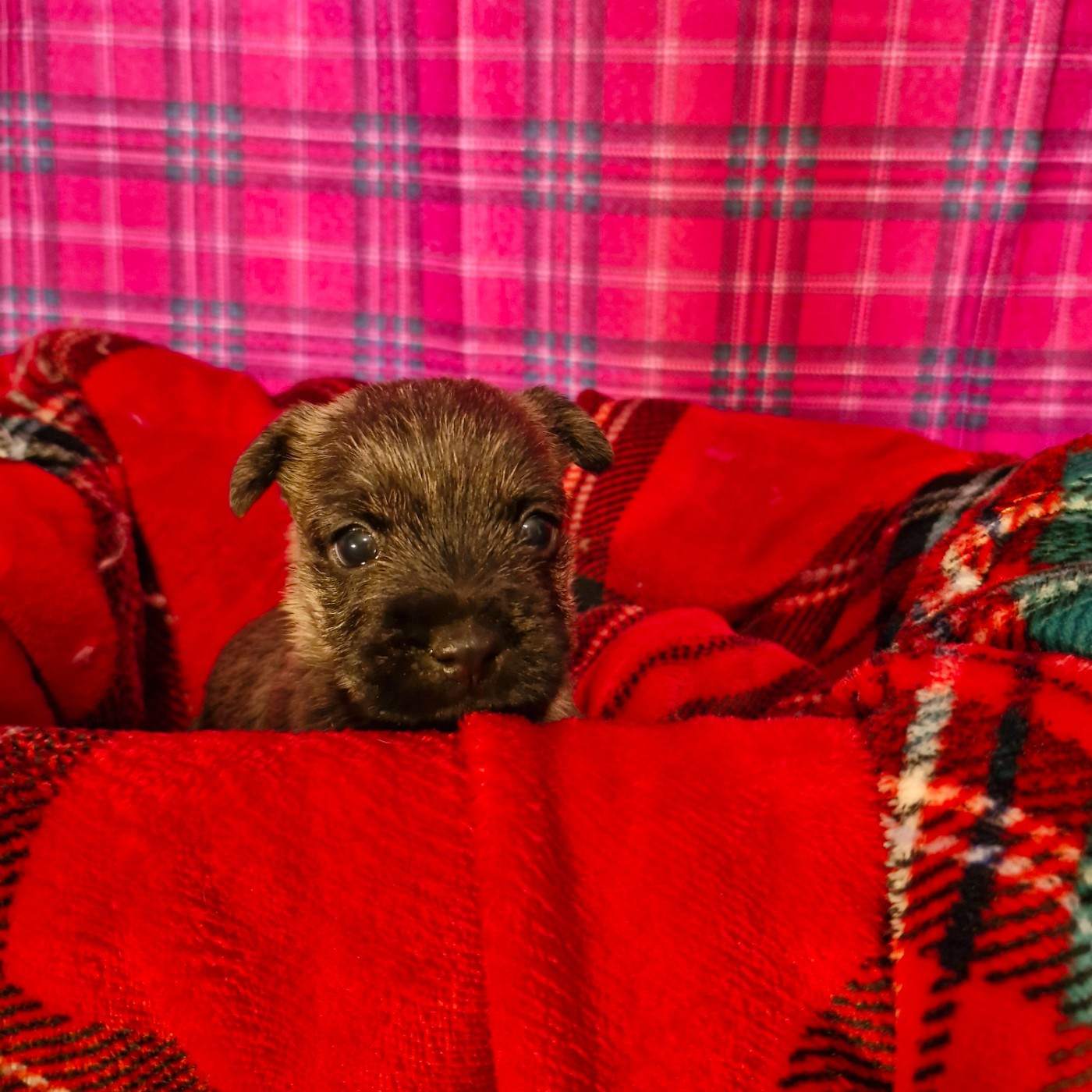 du domaine de kerallan - Chiots disponibles - Cairn Terrier