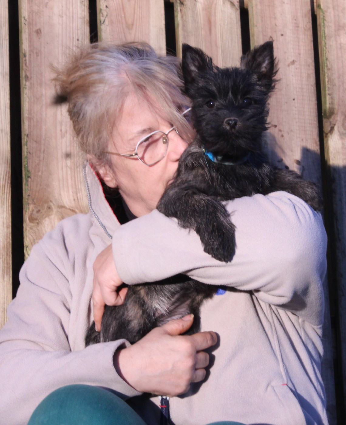 du domaine de kerallan - Chiots disponibles - Cairn Terrier