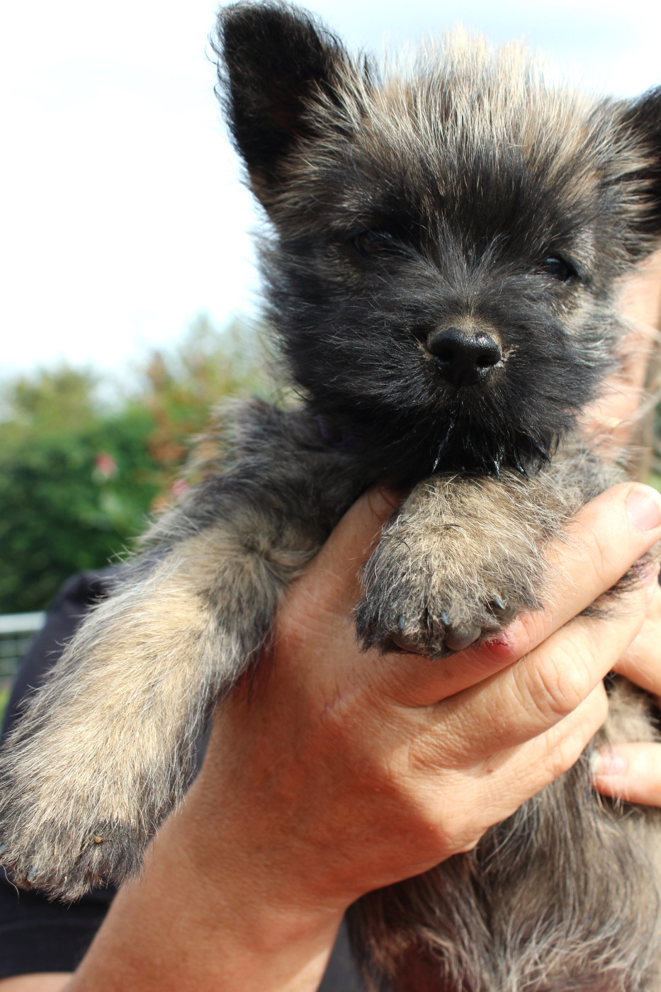 du domaine de kerallan - Chiots disponibles - Cairn Terrier