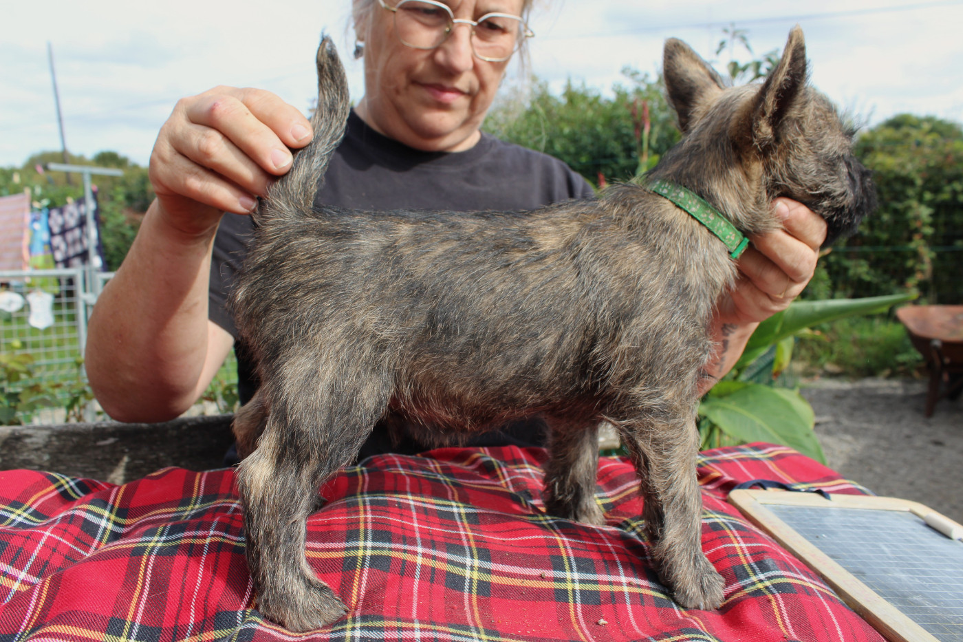 du domaine de kerallan - Chiots disponibles - Cairn Terrier