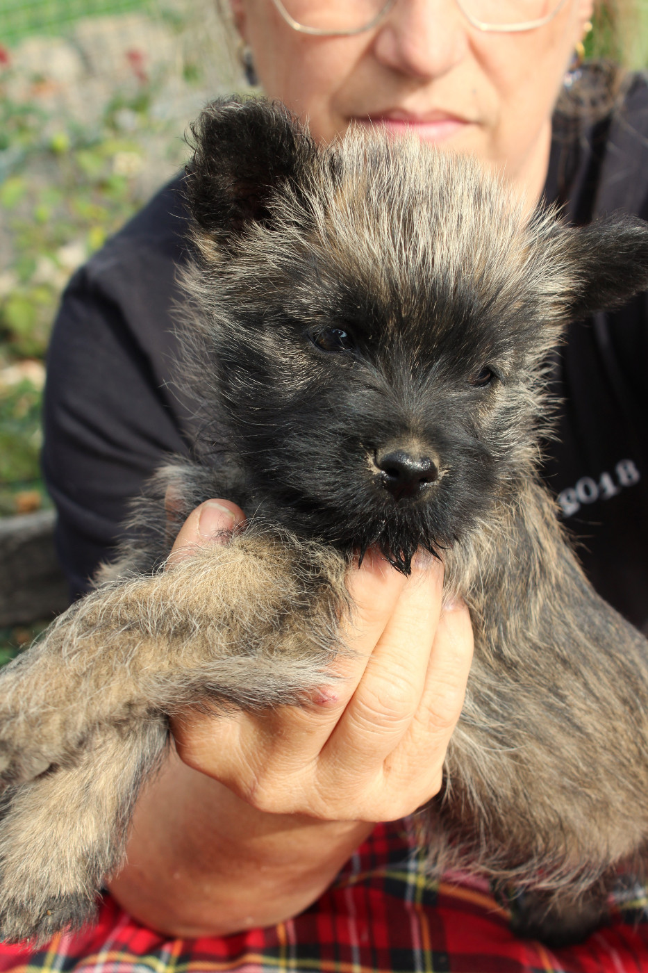du domaine de kerallan - Chiots disponibles - Cairn Terrier