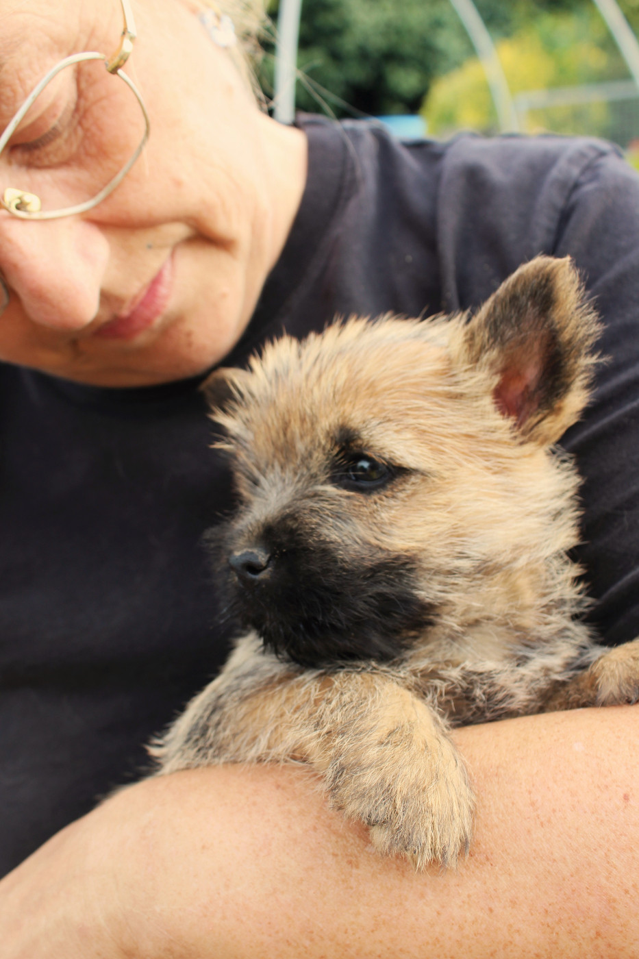 du domaine de kerallan - Chiots disponibles - Cairn Terrier