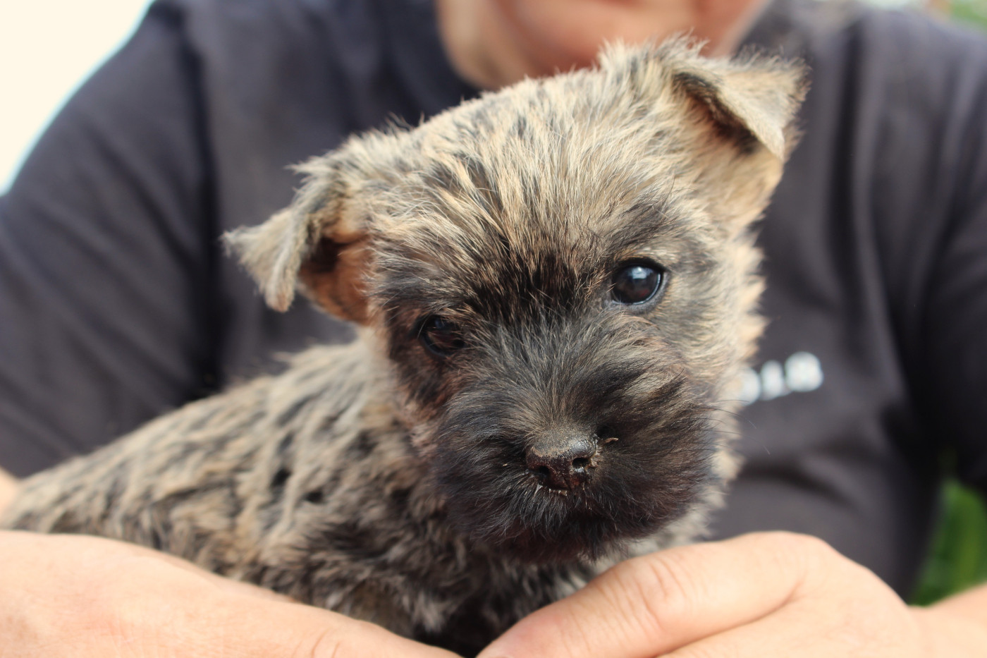 du domaine de kerallan - Chiots disponibles - Cairn Terrier