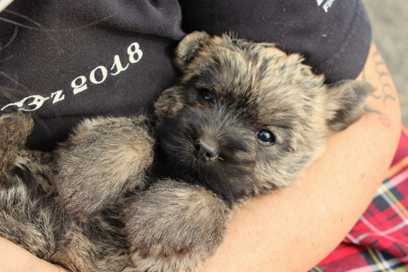 du domaine de kerallan - Chiots disponibles - Cairn Terrier