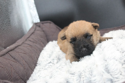 CHIOT 4