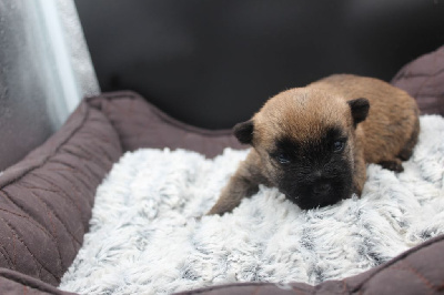 CHIOT 3