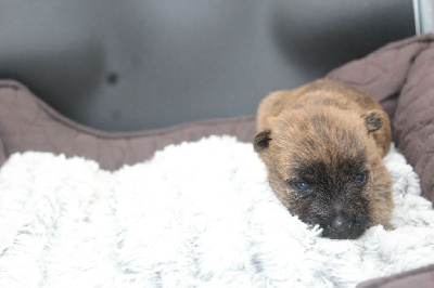 CHIOT 6
