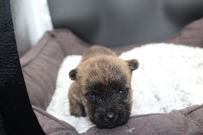 CHIOT 5