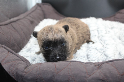 CHIOT 1