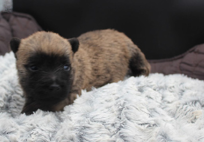CHIOT 2